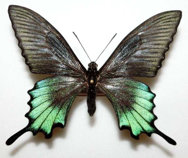 Papilio maackii (abberant, Hokkaido Japan) (Internet Image property of respective owner, non-commercial use only)